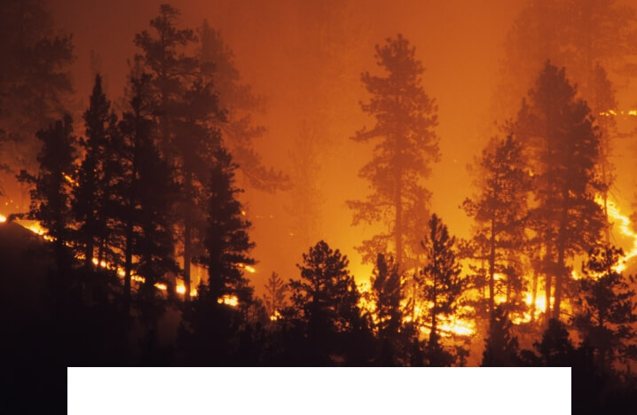 Niedner-ALTRA_Forestry